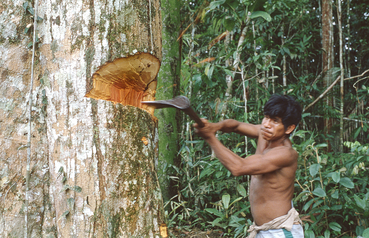 Juan de la Cruz Hichamón derriba un árbol para sembrar la chagra. El Encanto, río Caraparaná. 1979. Foto de Fernando Urbina Rangel.