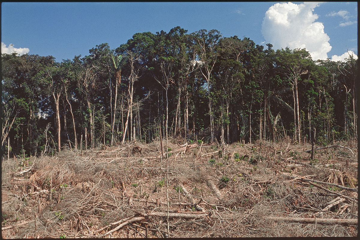 Tumba de selva para la siembra de la chagra. La Chorrera, 1991. Foto de Fernando Urbina Rangel.