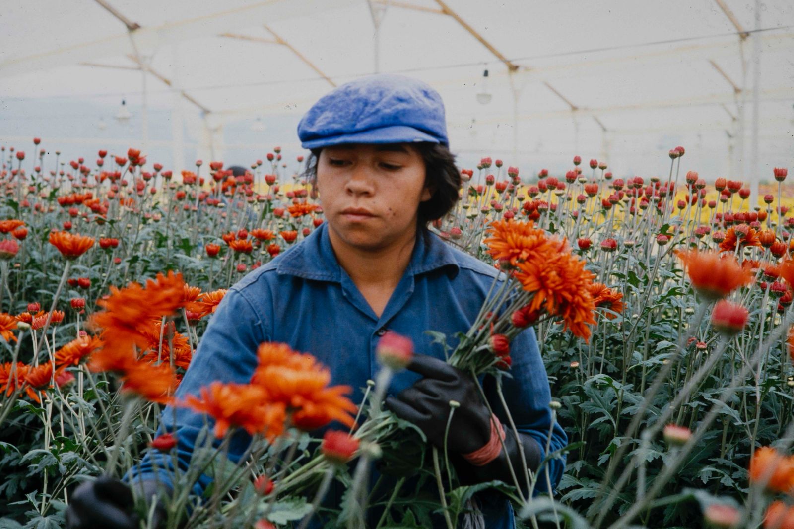 Fotograma de Amor, mujeres y flores, de Jorge Silva y Marta Rodríguez.