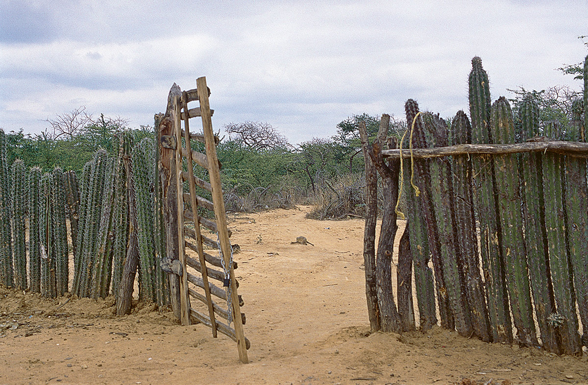 Empalizada de cardón guajiro en una ranchería. El fruto de esta planta se conoce como Iguaraya y es alimento para el pueblo Wayuu, que se ha acostumbrado a vivir con poca agua. Con dos temporadas de precipitaciones, conocidas como Juyapu, que ocurre de septiembre a diciembre, e Iwa, de abril a mayo, La Guajira registra menos de cincuenta días de lluvia al año. Foto de Jairo Escobar.