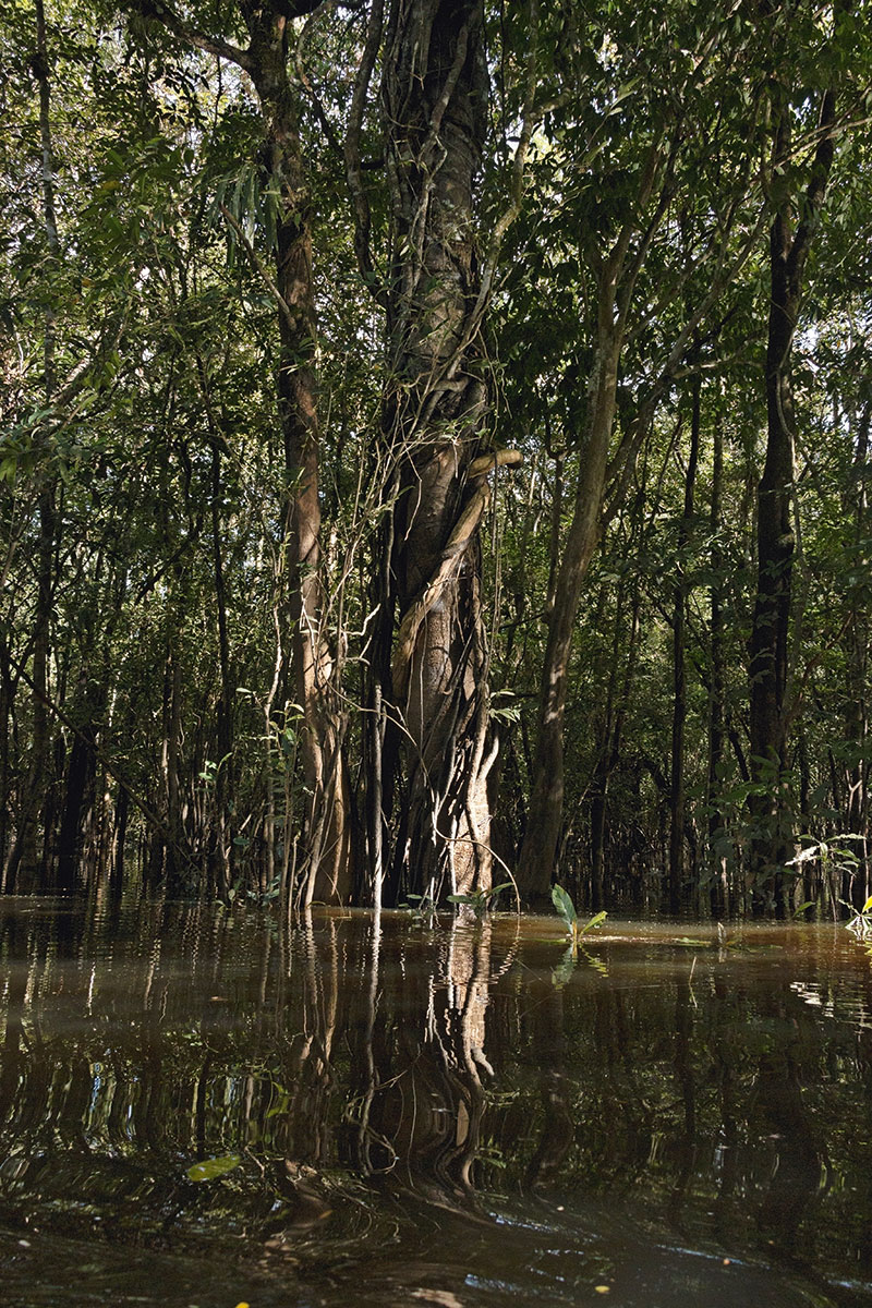 Inundación de la selva durante el invierno amazónico, que generalmente va de diciembre a mayo, 2019. Foto de María Andrea Parra.