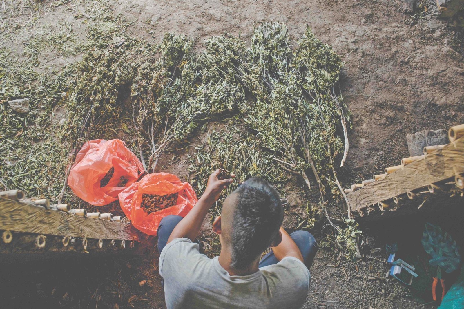 En una vereda cercana a Toribío, en uno de los muchos cultivos existentes en esta región, un joven peluquea las ramas de marihuana para obtener así los moños de cannabis que posteriormente serán comercializados en el mercado ilegal. Para muchos esta es una de las pocas salidas laborales de estas montañas. Foto de Ariel Arango.