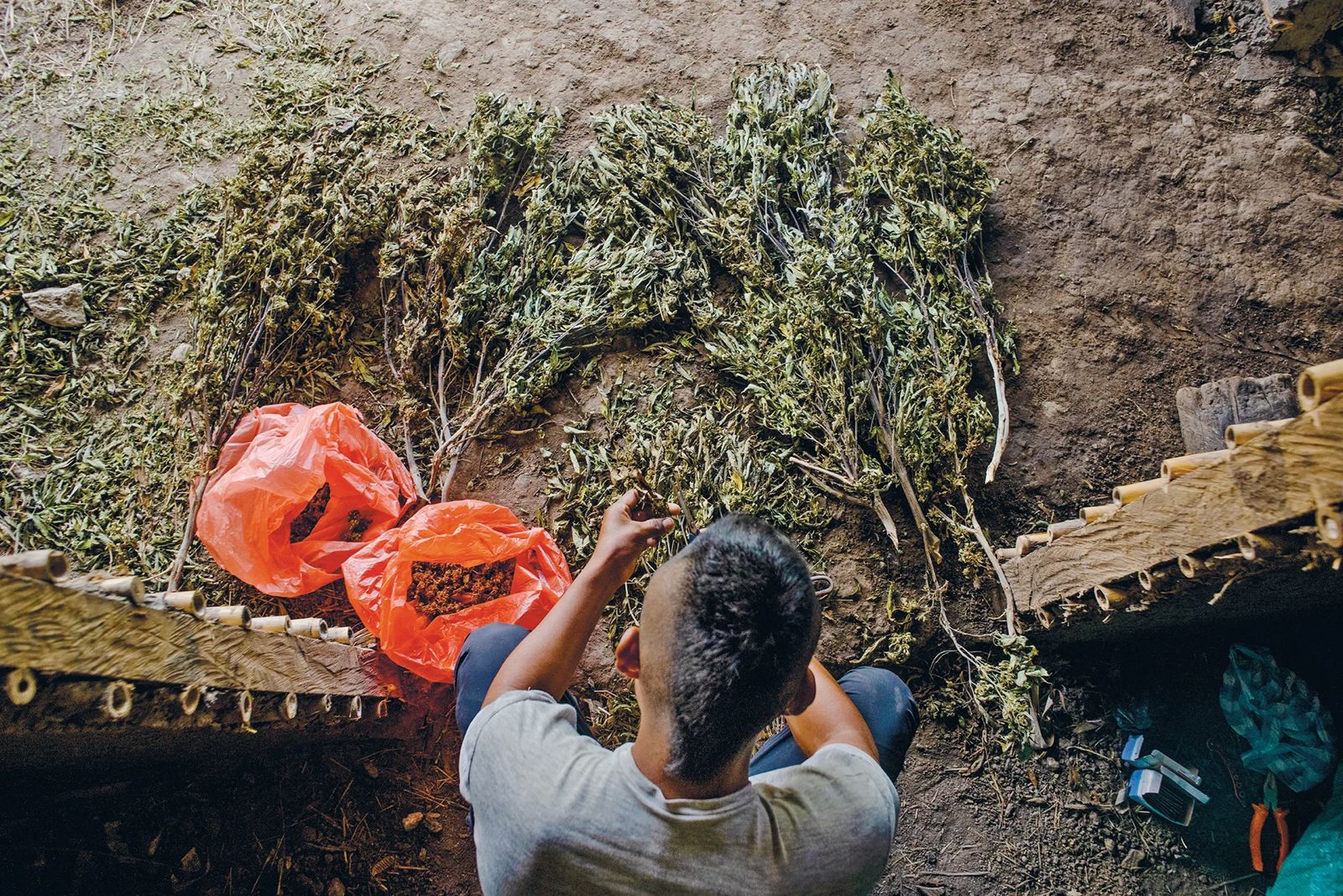 En una vereda cercana a Toribío, en uno de los muchos cultivos existentes en esta región, un joven peluquea las ramas de marihuana para obtener así los moños de cannabis que posteriormente serán comercializados en el mercado ilegal. Para muchos esta es una de las pocas salidas laborales de estas montañas. Foto de Ariel Arango.