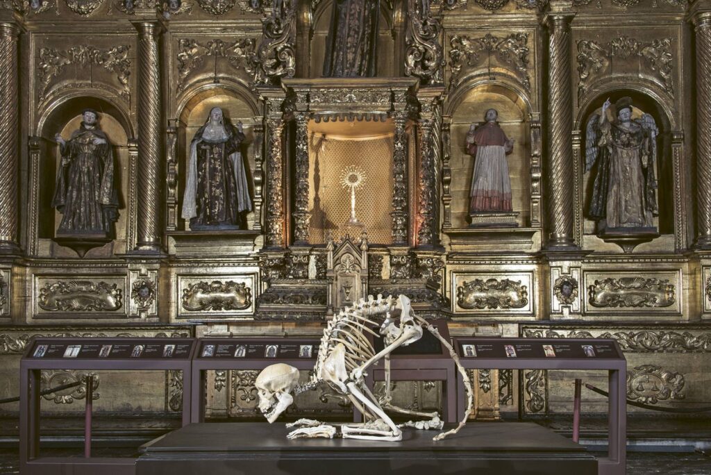 Carlos Castro. Hijo de Dios, 2013. Huesos humanos modificados que dan forma al esqueleto de un primate.