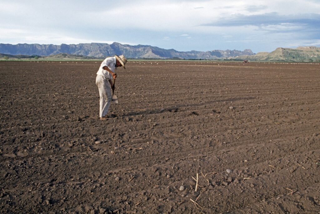 Con mayor disponibilidad de créditos, comienza la siembra sobre la tierra sin afectar.