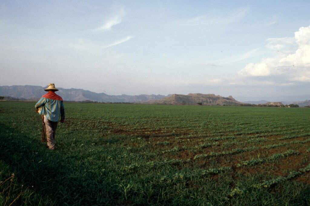Después de la sequía y los incendios de 1986, las cosechas de 1987 prosperan (algodón).