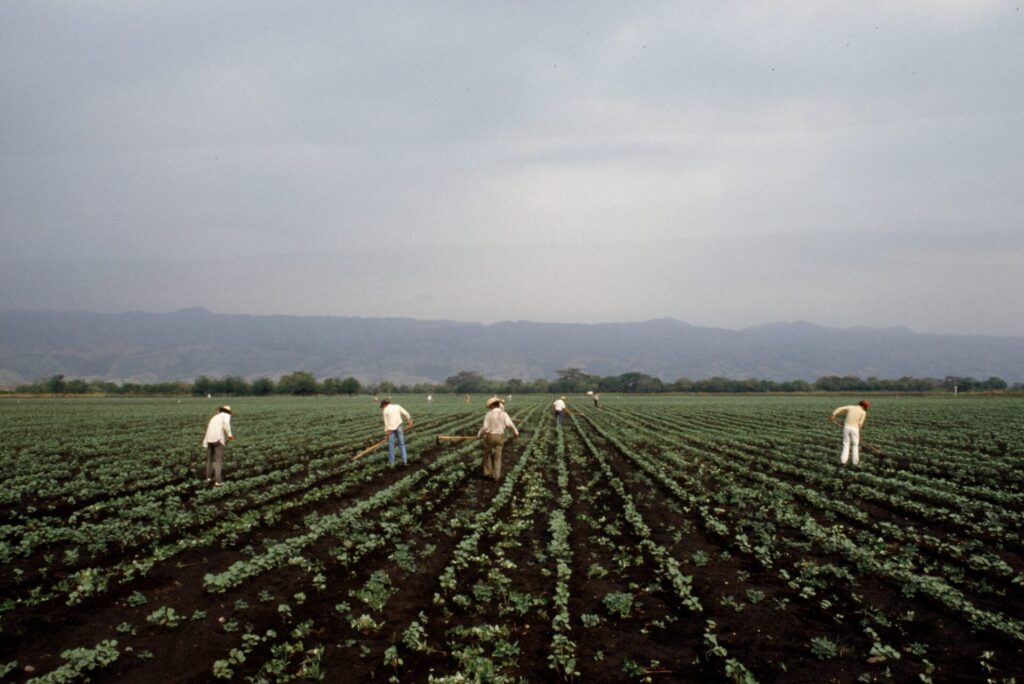 Grupo de hombres cultivando algodón. El algodón, uno de los cultivos tradicionales en Armero que demanda altos niveles de mano de obra, ha vuelto y es cuidadosamente atendido.