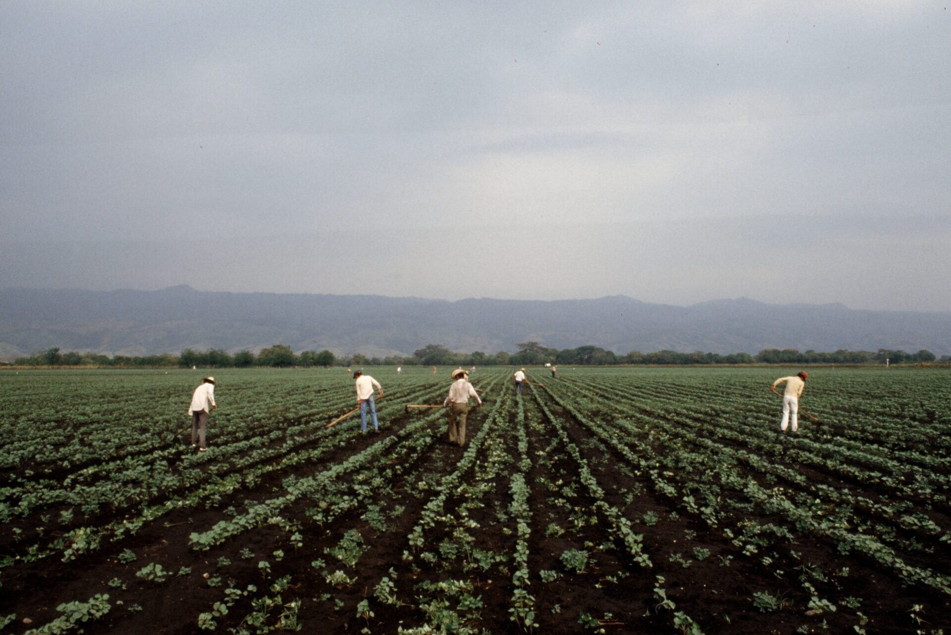 Grupo de hombres cultivando algodón. El algodón, uno de los cultivos tradicionales en Armero que demanda altos niveles de mano de obra, ha vuelto y es cuidadosamente atendido.
