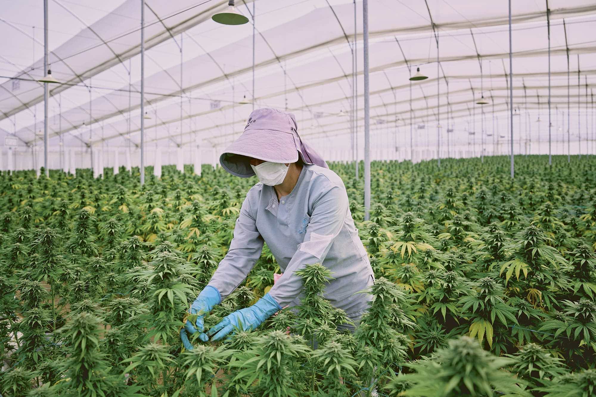 Cannabis - Paula Thomas