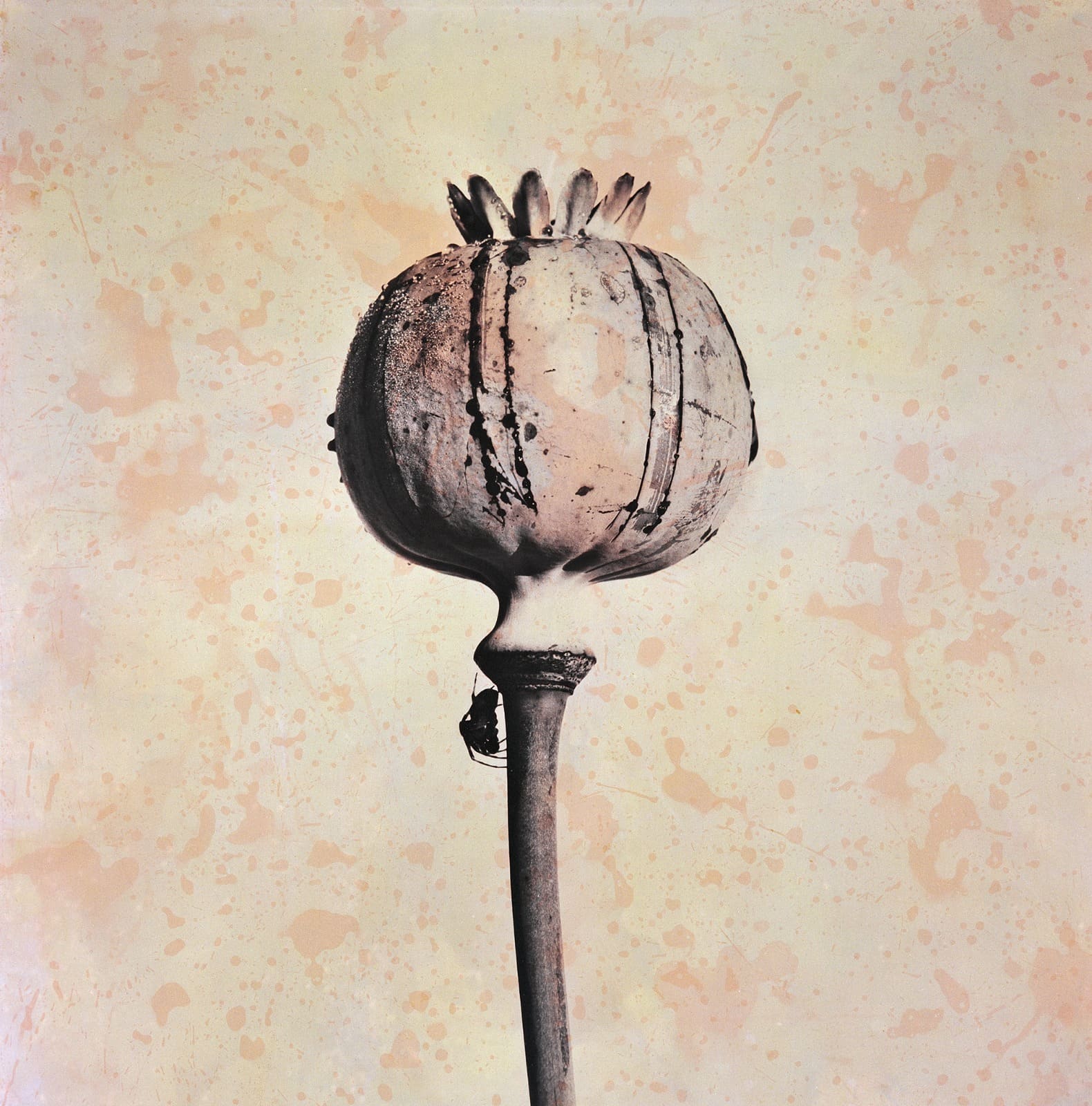 Amapola manchada, 2000. De la serie Papaver somniferum, 1999-2002 de Juan Fernando Herrán. De acuerdo con María Margarita Malagón-Kurka, las imágenes de esta serie «registran bellos campos de amapolas en Turquía y amapolas de tela roja (ícono de los veteranos de guerra en Inglaterra); imágenes que aíslan una sola planta y que se presentan a primera vista de manera neutra. Las amapolas también muestran su lado más oscuro en obras como ↓ Sin título (tríptico del Soldado), 1998, en donde la campaña colombiana por la erradicación del negocio ilícito de las drogas [fotografías en blanco y negro reproducidas a partir de una misma imágen de prensa] se combinan con una tela estampada que las separa entre sí». El resultado es inquietante: sitúa al soldado profesional en una clave sensiblera —en medio de la erradicación, parece rendido ante la belleza del ramo que sostiene— y enlaza la obra con una tradición decimonónica de textiles con patrones decorativos, comunes en las viviendas de una clase emergente beneficiada por las economías del narcotráfico. No es casual que la tela del tríptico reproduzca precisamente el motivo de una flor de amapola.1999-2002 de Juan Fernando Herrán. De acuerdo con María Margarita Malagón-Kurka, las imágenes de esta serie «registran bellos campos de amapolas en Turquía y amapolas de tela roja (ícono de los veteranos de guerra en Inglaterra); imágenes que aíslan una sola planta y que se presentan a primera vista de manera neutra. Las amapolas también muestran su lado más oscuro en obras como ↓ Sin título (tríptico del Soldado), 1998, en donde la campaña colombiana por la erradicación del negocio ilícito de las drogas [fotografías en blanco y negro reproducidas a partir de una misma imágen de prensa] se combinan con una tela estampada que las separa entre sí». El resultado es inquietante: sitúa al soldado profesional en una clave sensiblera —en medio de la erradicación, parece rendido ante la belleza del ramo que sostiene— y enlaza la obra con una tradición decimonónica de textiles con patrones decorativos, comunes en las viviendas de una clase emergente beneficiada por las economías del narcotráfico. No es casual que la tela del tríptico reproduzca precisamente el motivo de una flor de amapola.