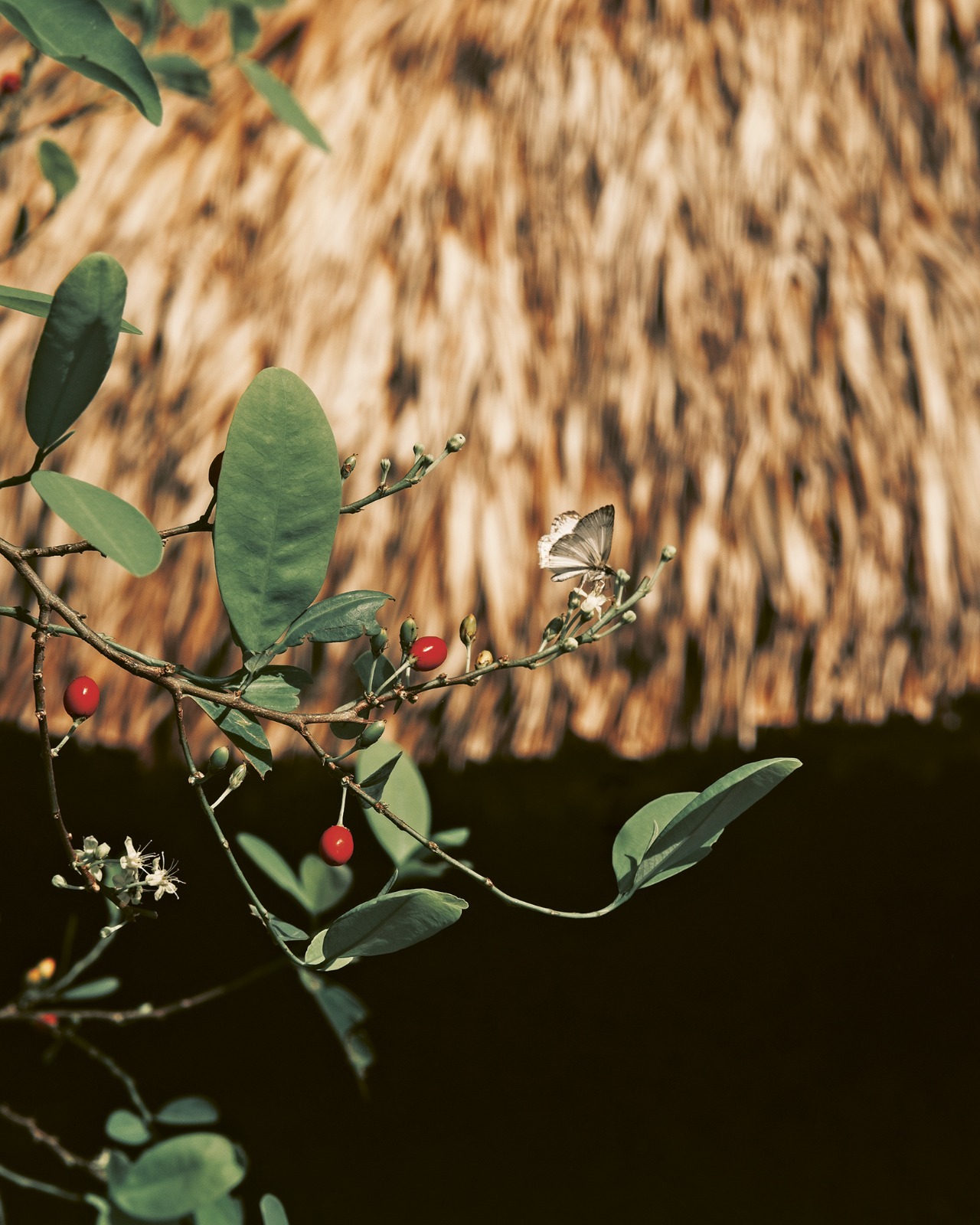 Mariposa alimentándose del néctar de las flores de coca (Sierra Nevada de Santa Marta, 2020). Foto de Jorge Panchoaga. El arbusto de la coca cumple una función dentro del ecosistema donde está presente. Gusanos, abejas, mariposas, hormigas y otros insectos usan el polen de sus flores y sus hojas como alimento. Junto a sus casas, los Kogui cuidan arbustos de coca para su uso cotidiano. La relación básica y silenciosa que la planta entabla con otros seres es ignorada por los humanos cuando se insiste en la carga negativa que se le ha dado a estos arbustos.