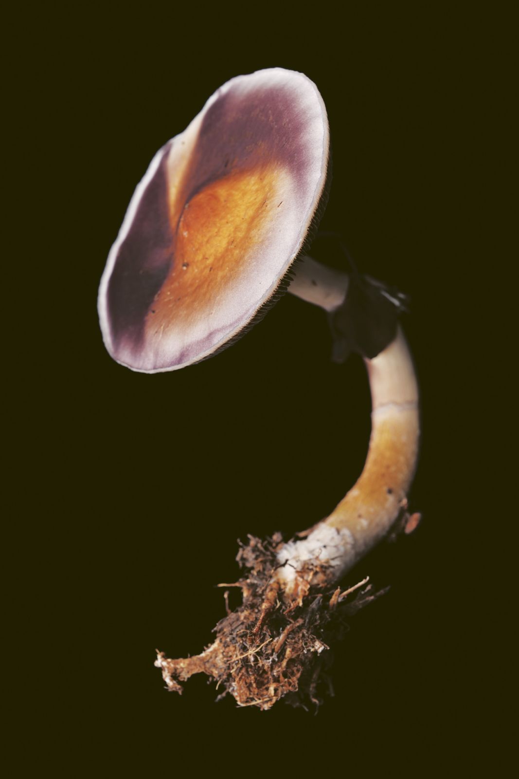 Hippopotamensis, 2025. Hongos de la familia Psilocybe encontrados en elestiércol de hipopótamo. Fotografía de Camilo Restrepo.