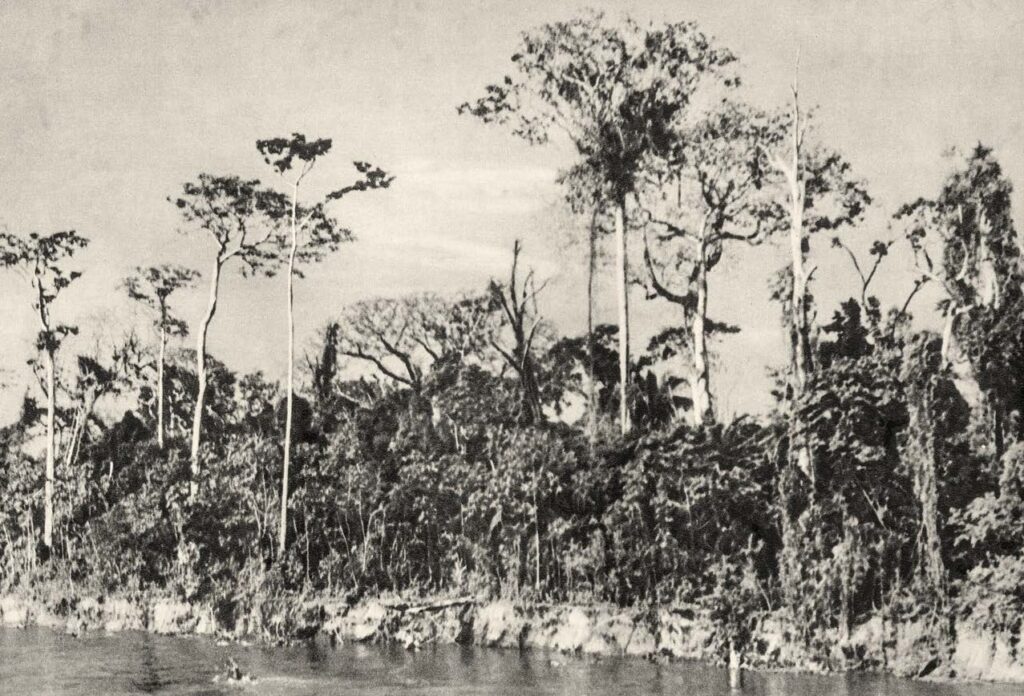 Selva virgen a orillas del Magdalena.