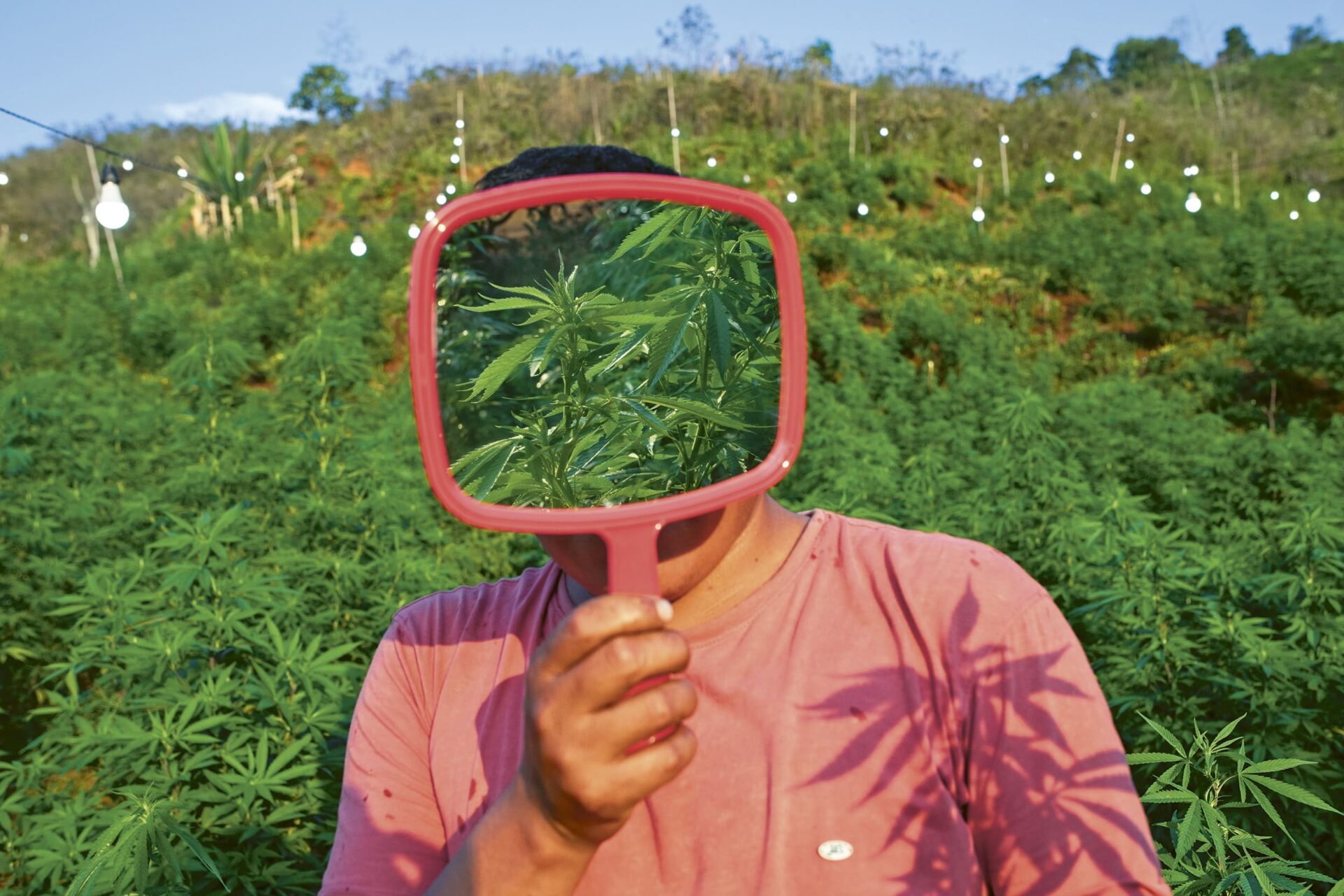 Un trabajador se cubre el rostro con un espejo en medio de un cultivo de cannabis en Caloto, al norte del Cauca, el 9 de febrero de 2024. La unión de cultivadores, que representa a unas 16.000 familias campesinas, abarca los municipios de Jambaló, Toribío, Caloto, Corinto y Miranda. Foto de Jaír F. Coll para Vist Projects.