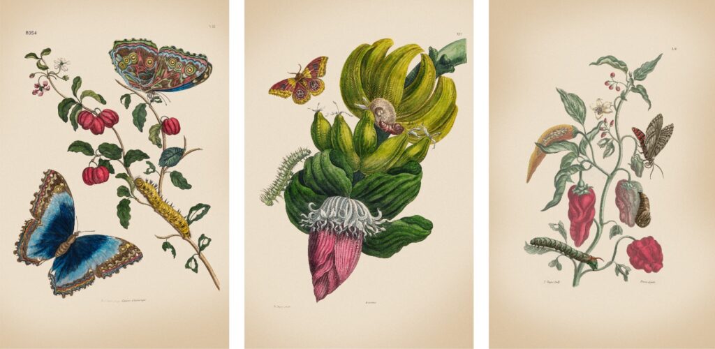 1) Cerezas. <i>Prunium cerasus</i> L. Nombre dado en la obra <i>Cerises d’Amérique</i>.2) Banano. <i>Musa paradisiaca</i> L. Nombre dado en la obra <i>Banane</i>. 3) Ají. <i>Capsicum annuum</i> L. Nombre dado en la obra <i>Poivre d’Inde</i>.