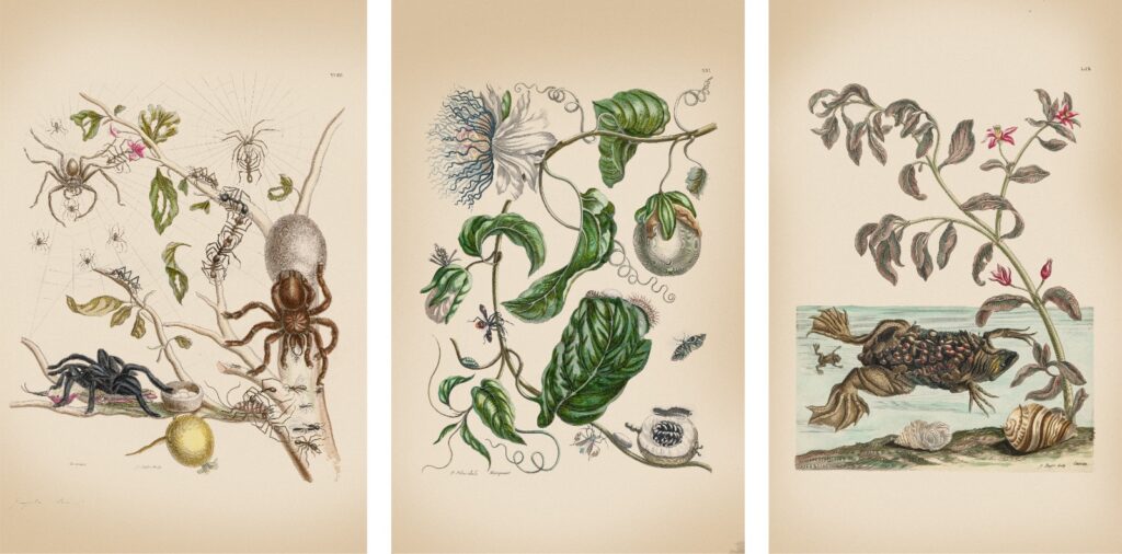 1) Guayabo. <i>Psidium guajava L</i>. Nombre dado en la obra <i>Guajave</i>.2) Maracuyá. <i>Passiflora edulis Sims</i>. Nombre dado en la obra <i>Marquiaas</i>. 3) Berro. <i>Nasturtium offcinale</i> W. T. Aiton. Nombre dado en la obra <i>Cresson</i>.