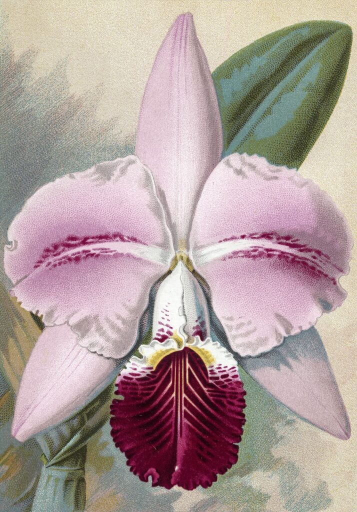 Cattleya mendelii. Variedad: Empress of India. Colectada por Albert Millican. © JOSEPH MANSEL